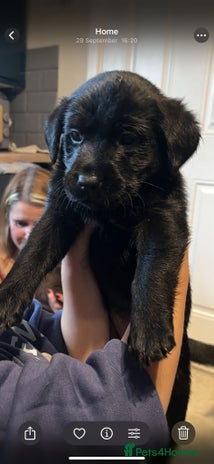 Labrador Retriever dogs - Advert 2