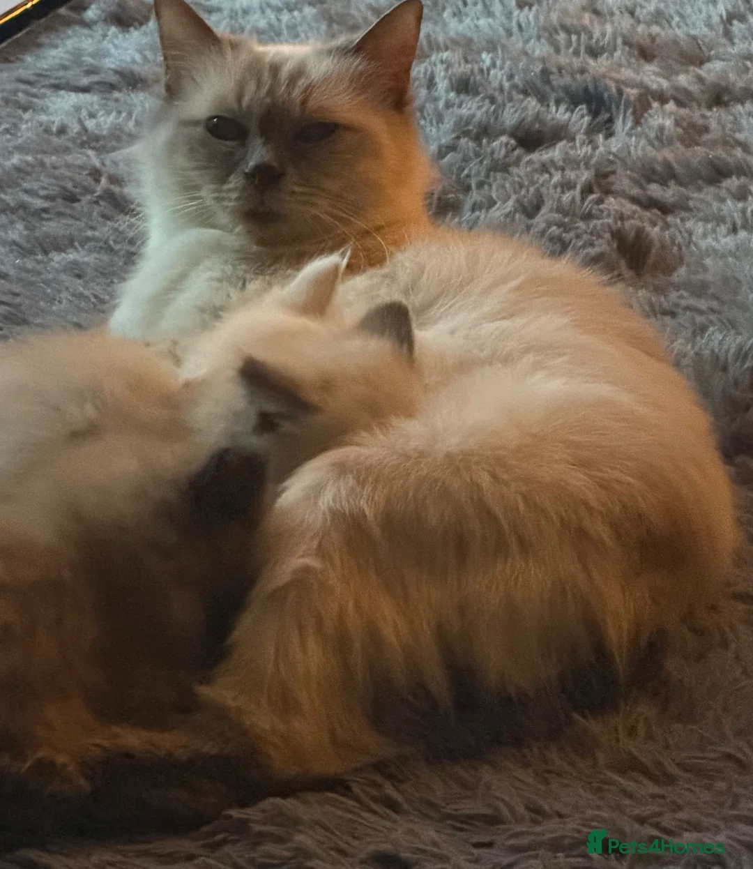Ragdoll cats for sale: Rahdoll kittens looking for their forever homes - Advert 20