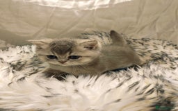 British Shorthair cats for sale: Blue, lilac, chocolate golden girls  - Advert 15