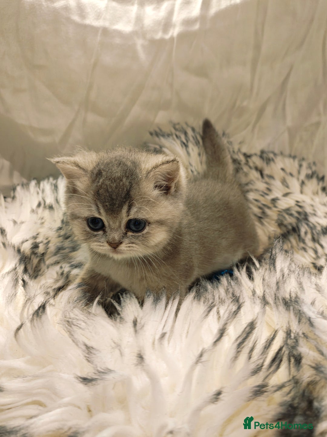 British Shorthair cats for sale: Blue, lilac, chocolate golden girls  - Advert 15