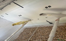 Canaries birds for sale: Rylander canary’s  - Image 5