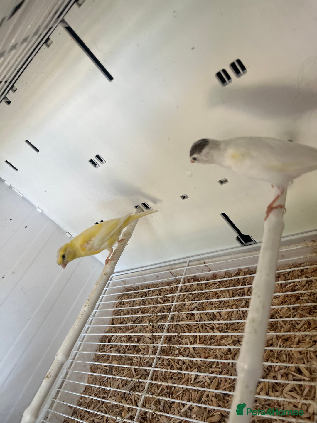 Canaries birds for sale: Rylander canary’s  - Image 5