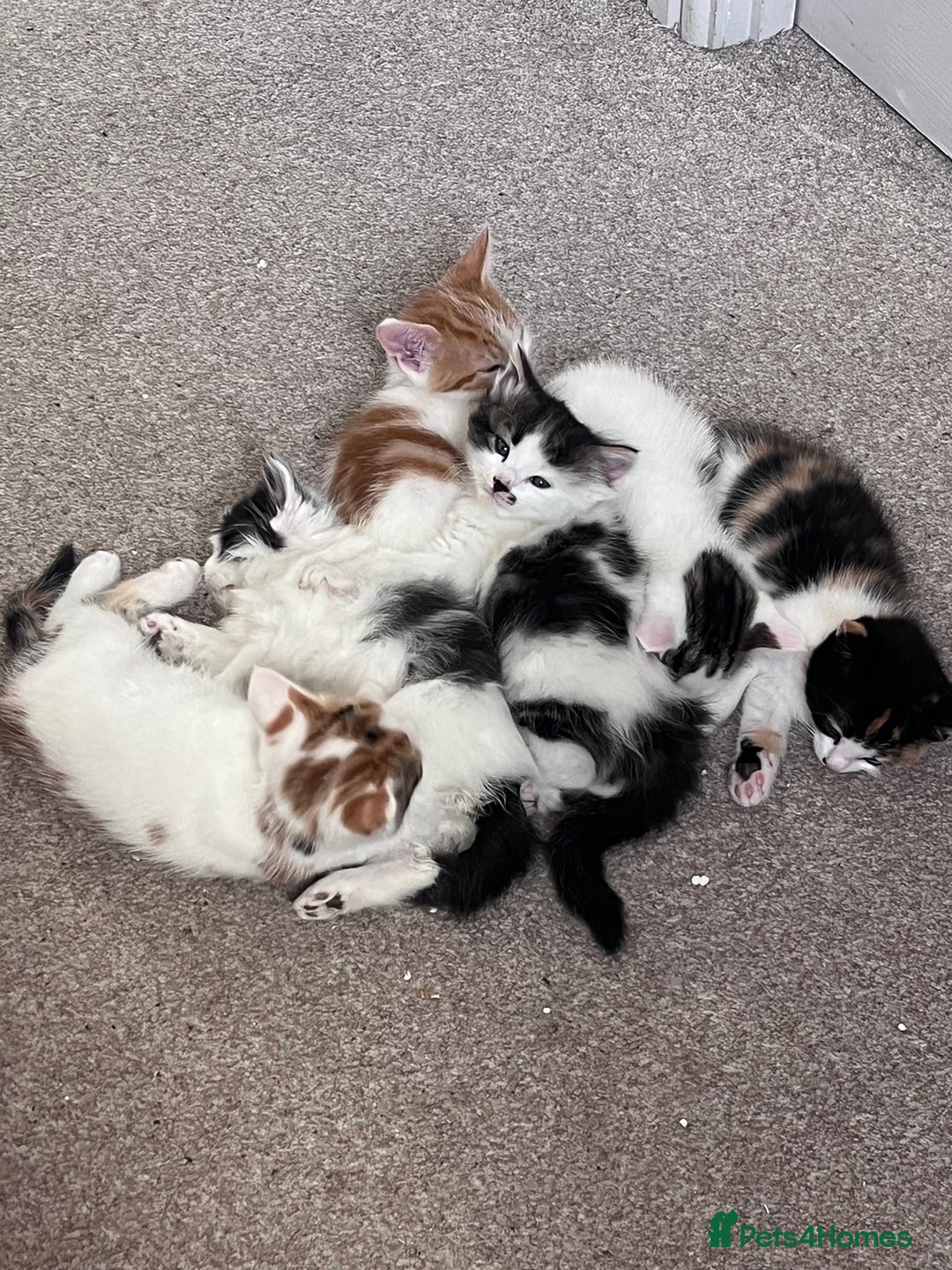 Mixed Breed cats for sale: Mixed calico litter  - Image 1