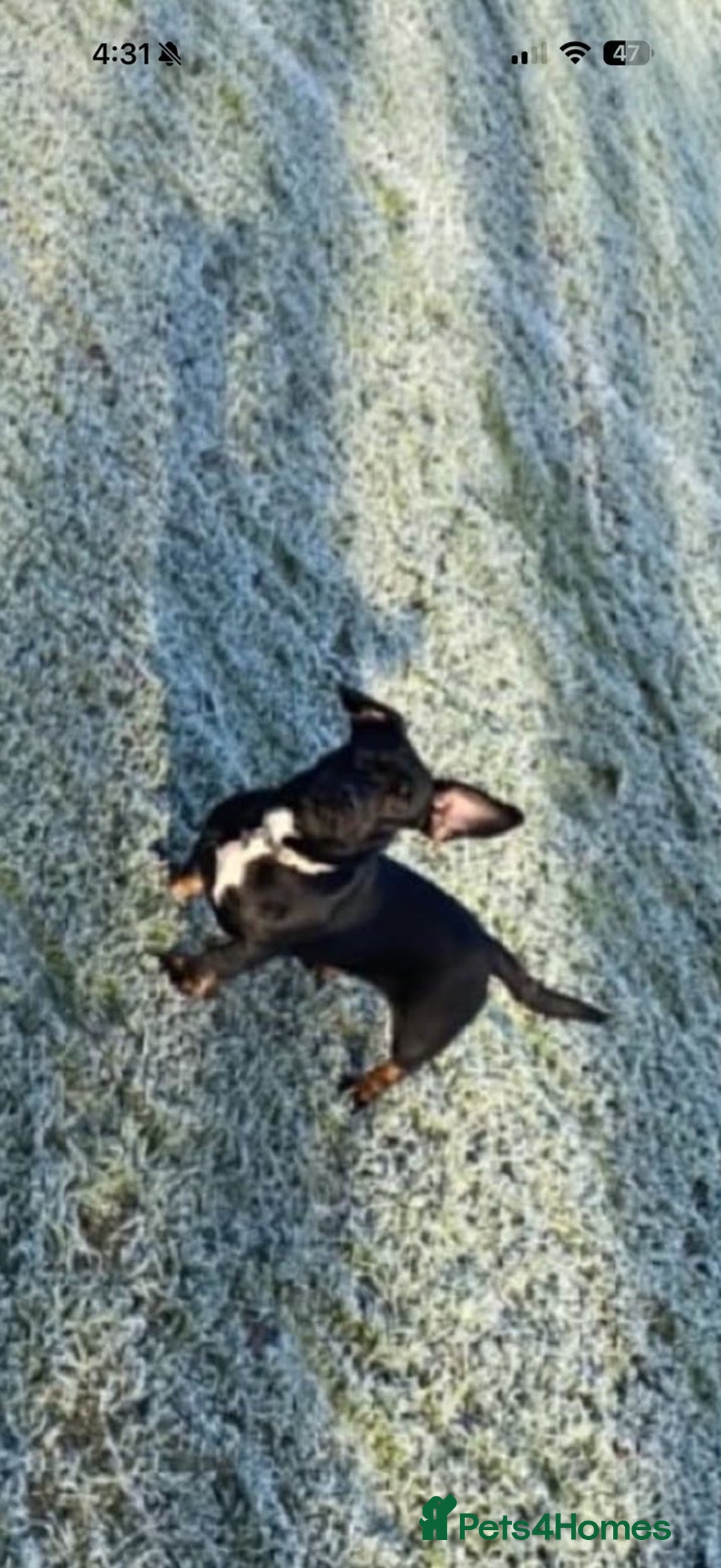 Mixed Breed dogs for sale: Daisy  - Advert 2