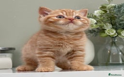 British Shorthair cats for sale: Stunning British Kittens - Image 14