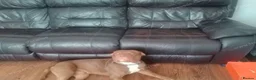 Mixed Breed dogs for sale: Butch staffy bull  in Wigston - Advert 1