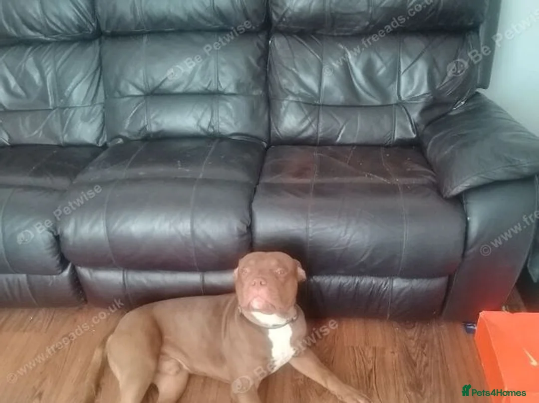 Mixed Breed dogs for sale: Butch staffy bull  in Wigston - Advert 1