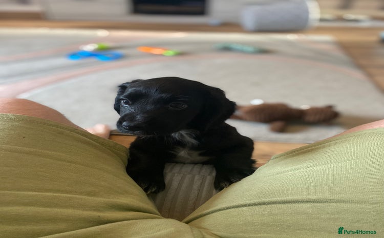 Cocker Spaniel dogs - Advert 1