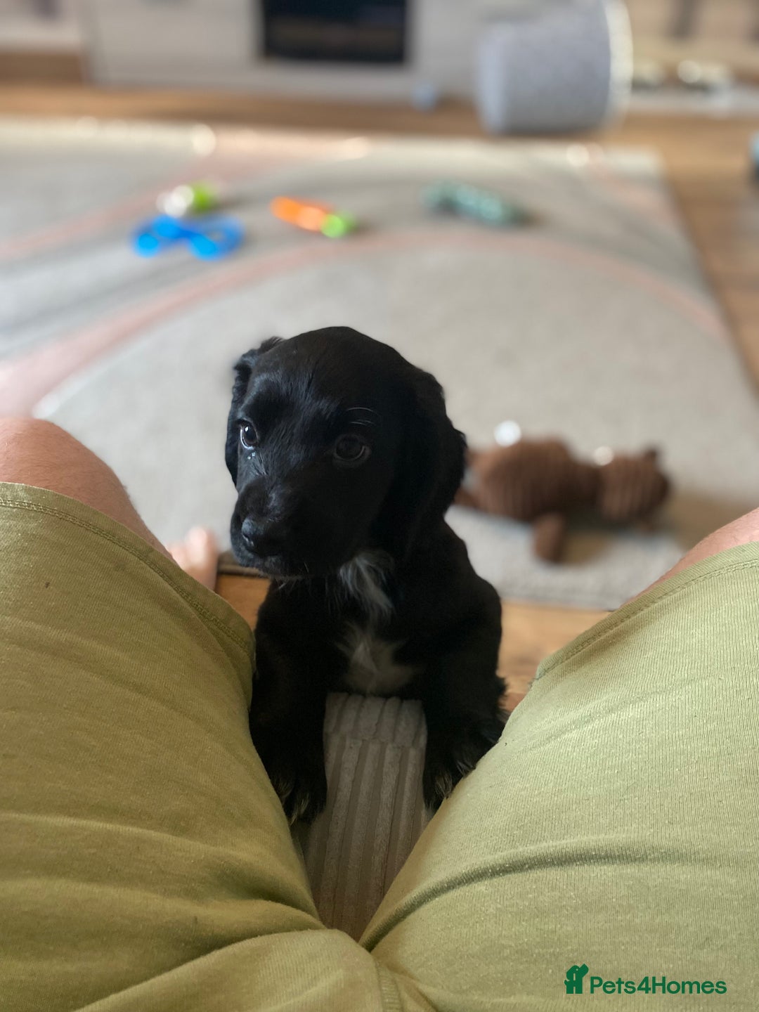 Cocker Spaniel dogs for sale: Cocker spaniel pup for sale  - Image 1