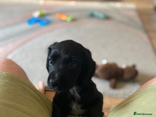 Cocker Spaniel dogs for sale - Advert 1