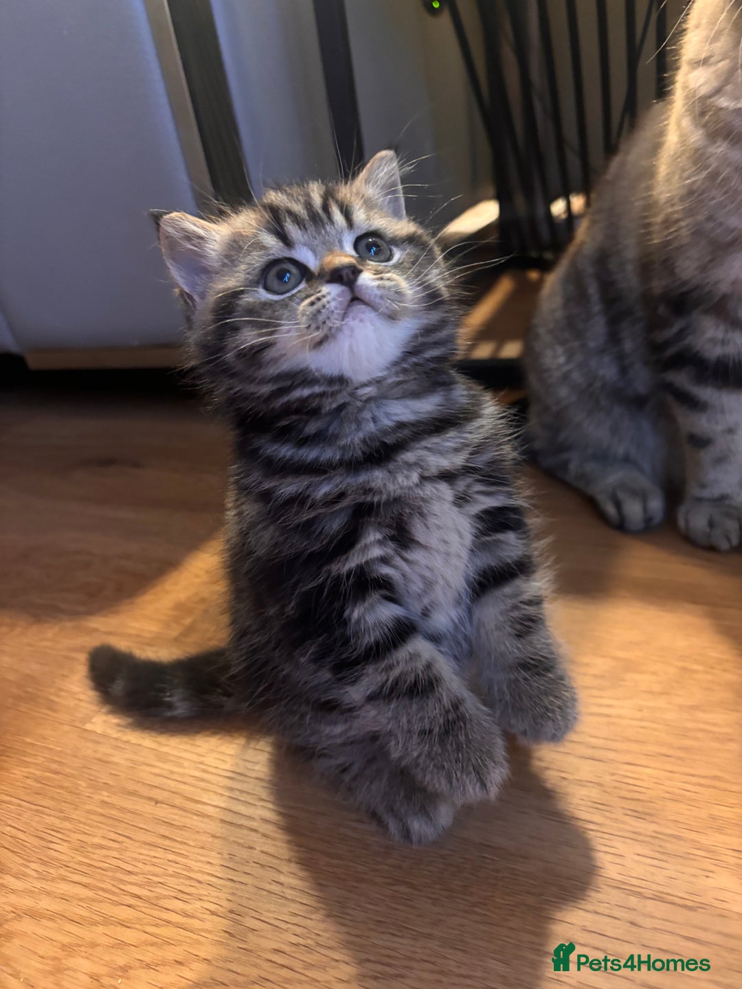 British Shorthair cats for sale: Sunning BSH kittens - ready for  **   - Advert 9
