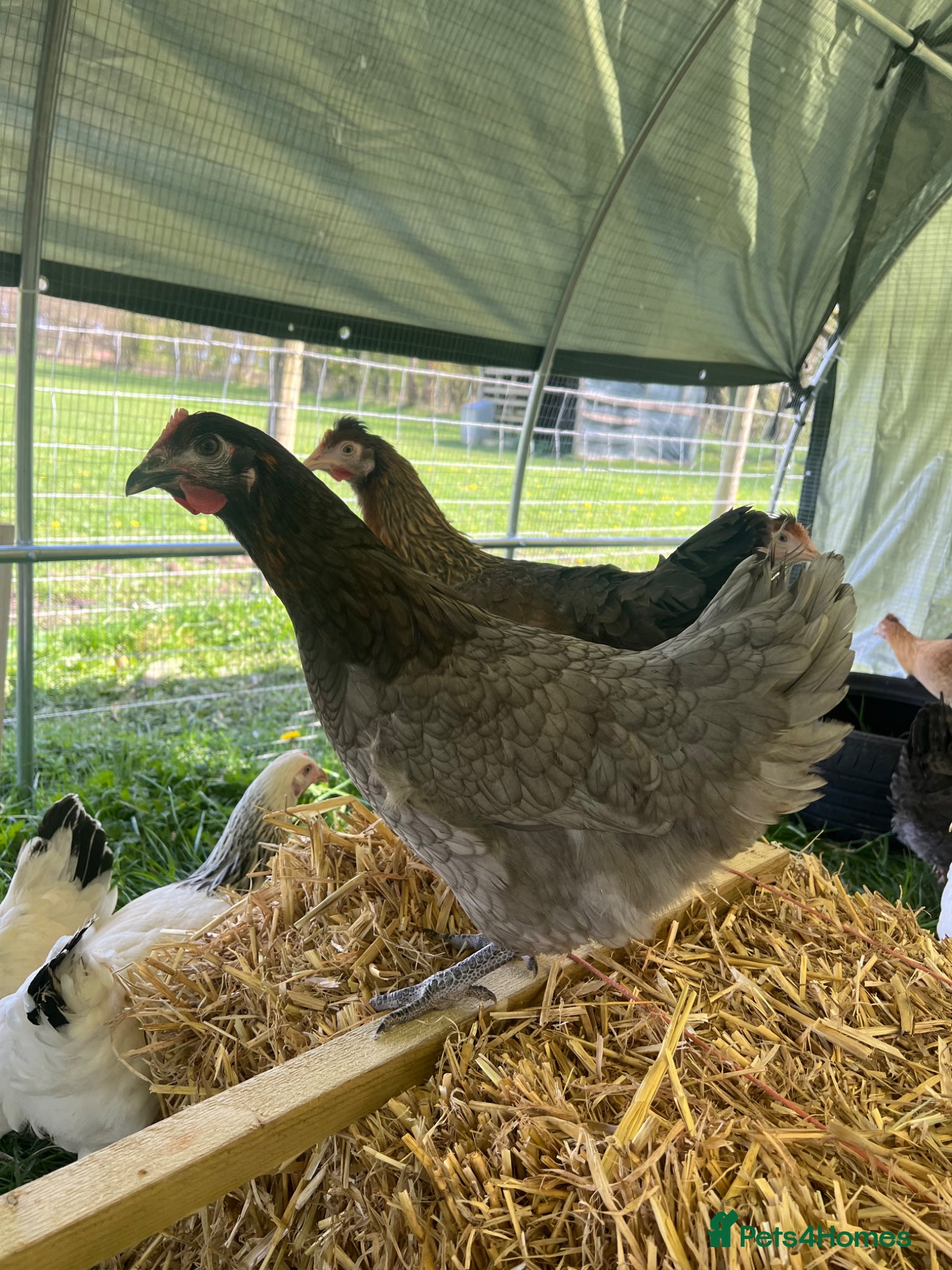 Chickens poultry Point of lay hybrid pullets (hens) - Advert 1