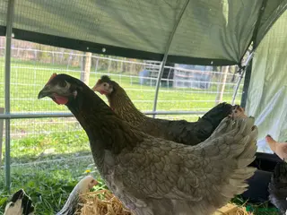 Chickens poultry for sale: Point of lay hybrid pullets (hens) - Advert 1