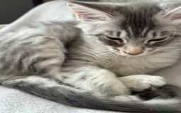 Maine Coon cats for sale: BEAUTIFUL PURE BREED MAINE COON KITTENS  - Image 12