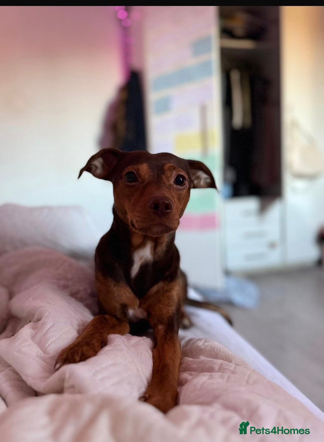 Mixed Breed dogs for sale: 5 beautiful staffy, patterdale cross puppies - Image 6