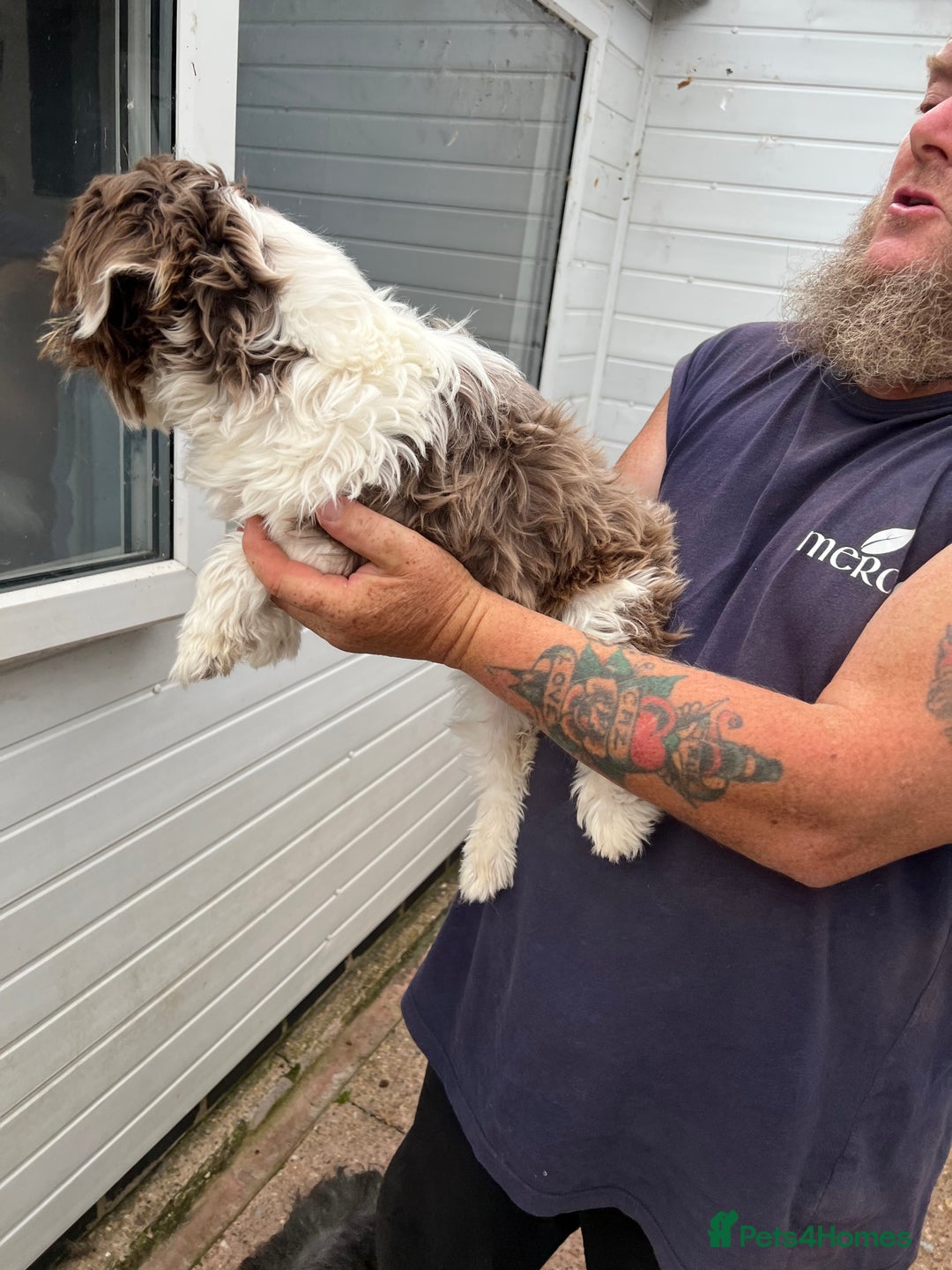 Shih Tzu dogs for sale: Imperial shih tzu bitch - Image 2