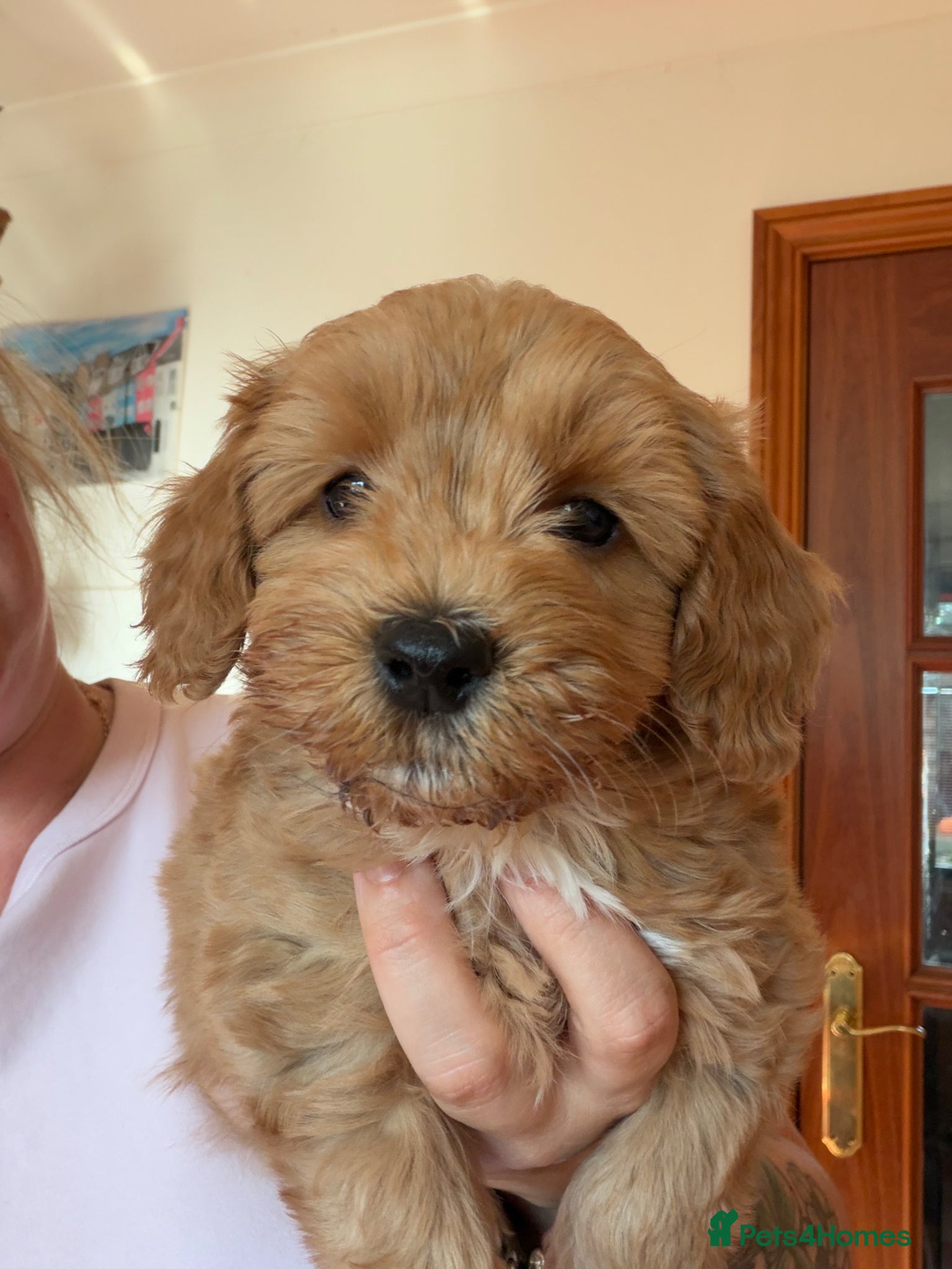 Cockapoo dogs Gorgeous cockapoo puppies, small / toy size - Advert 2