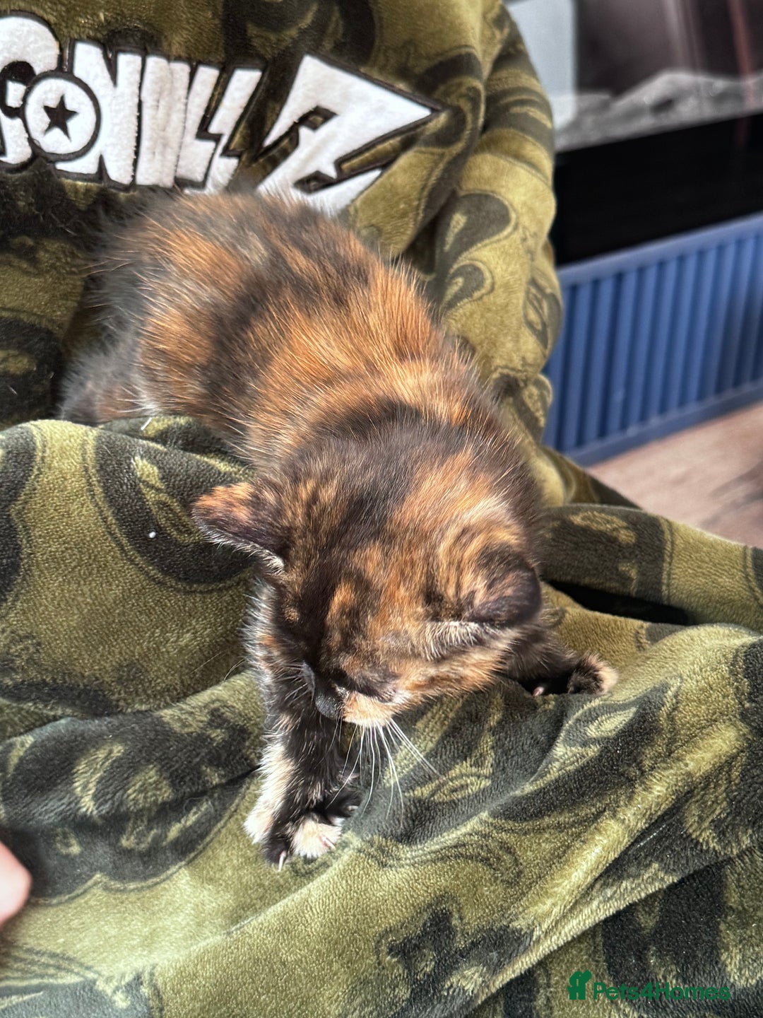 Mixed Breed cats for sale: Last female kitten - Image 2
