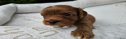 Cavapoo dogs for sale: Cavapoo puppies (toy)DNA CLEAR - Advert 28