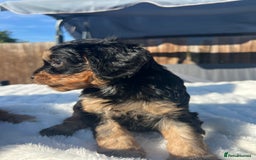 Cavapoo dogs for sale: ⭐️ Black & Tan Female Toy Cavapoo ⭐️ - Image 31