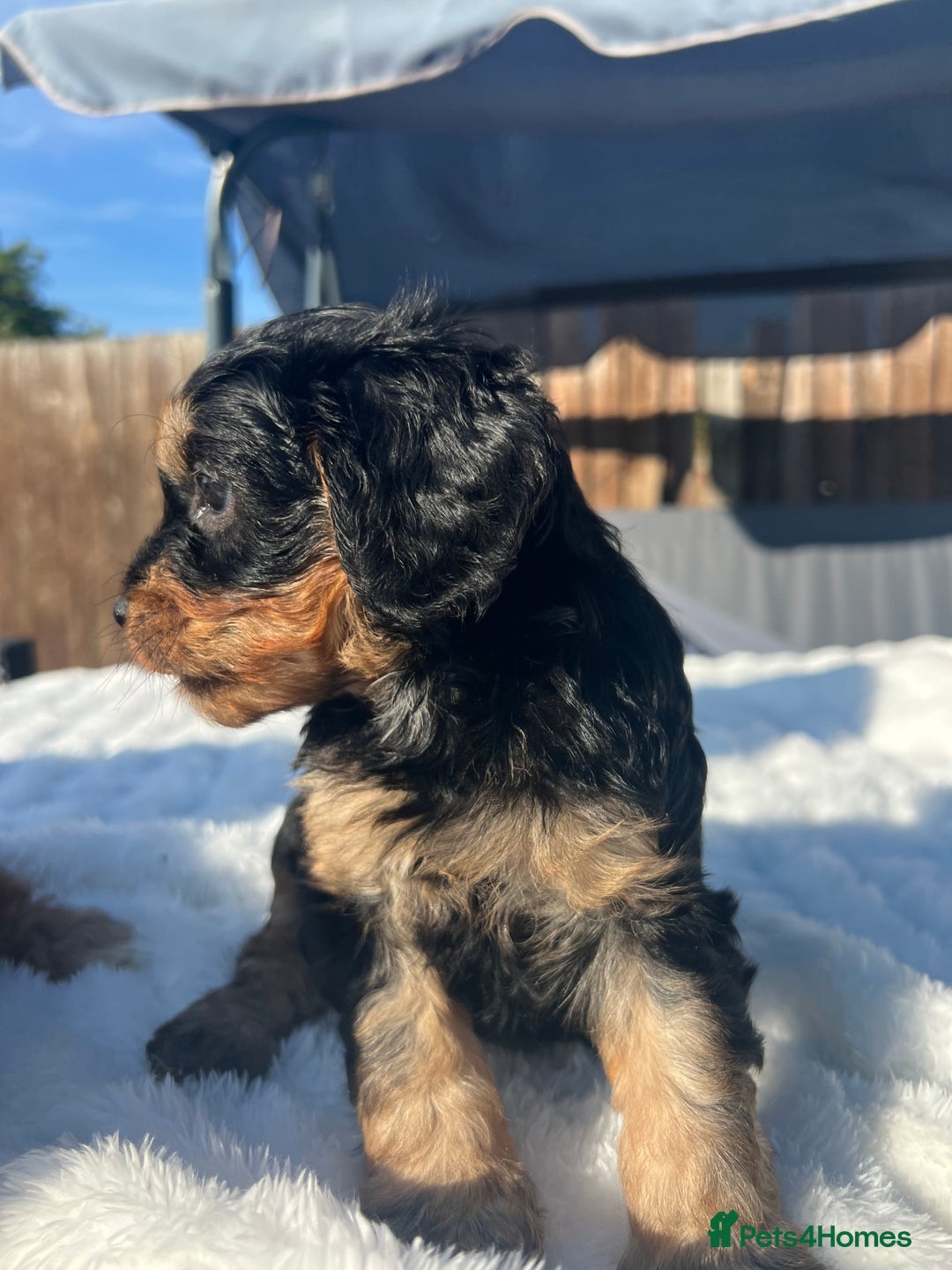 Cavapoo dogs for sale: ⭐️ Black & Tan Female Toy Cavapoo ⭐️ - Image 31