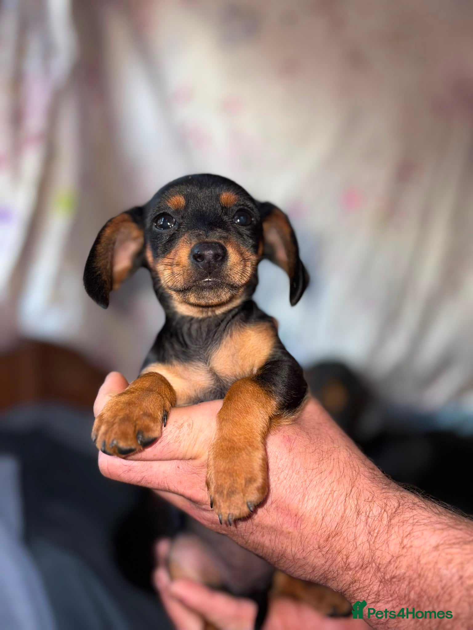 Dachshund Puppy 5
