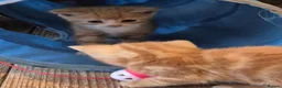 Mixed Breed cats for sale: Beautful litter of kittens - Advert 8