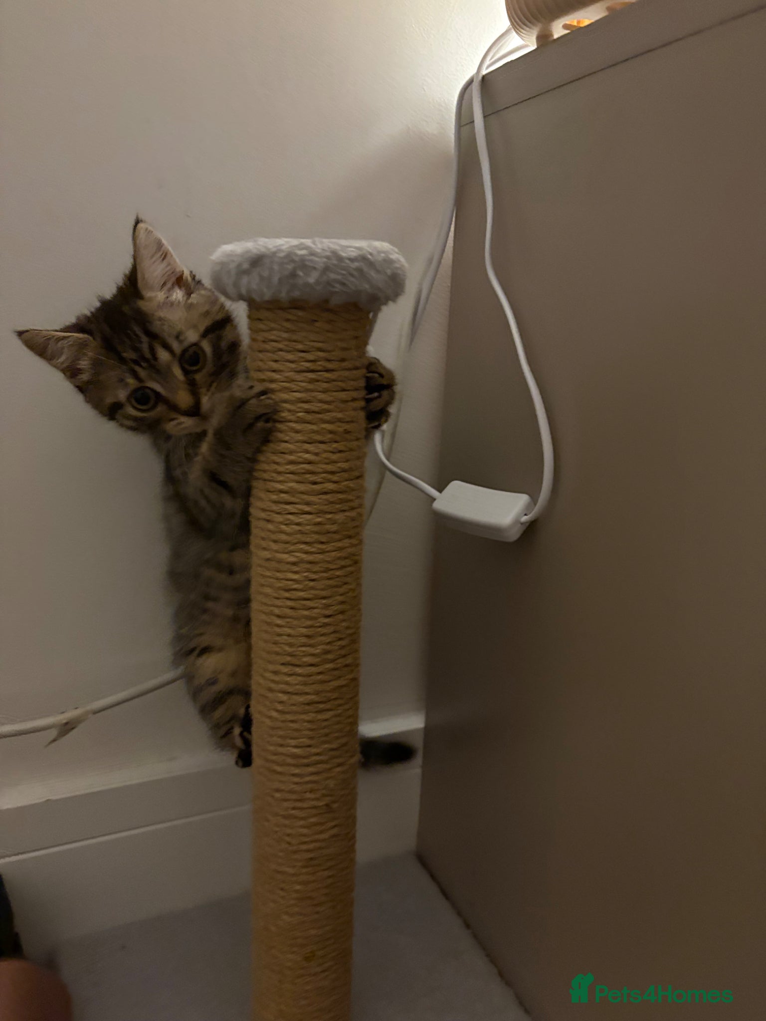British Shorthair cats for sale: British tabby kitten for sale (Shanti) - Advert 2