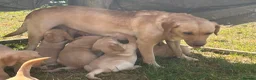 Labrador Retriever dogs for sale: KC yellow Labradors (Fox red) viewing this weekend - Advert 1