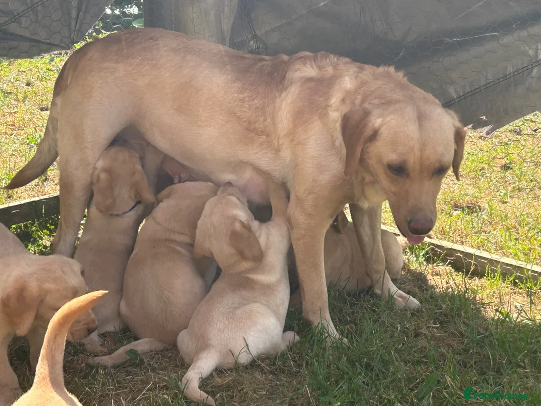 Labrador Retriever dogs for sale: KC yellow Labradors (Fox red) viewing this weekend - Advert 1