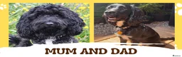 Cockapoo dogs for sale: Girl F1B Cockapoo Puppy - Advert 8