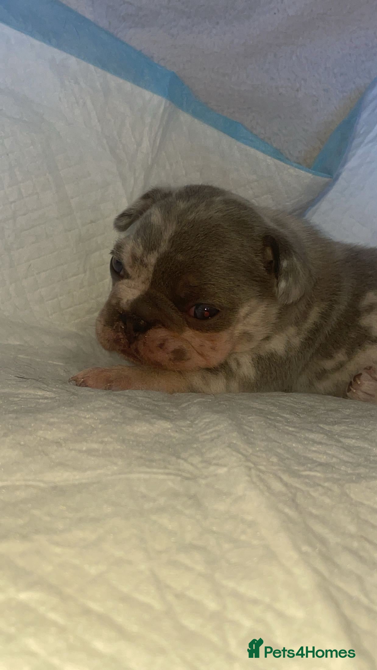 French Bulldog dogs Beautiful French Bulldog Puppies - Advert 1