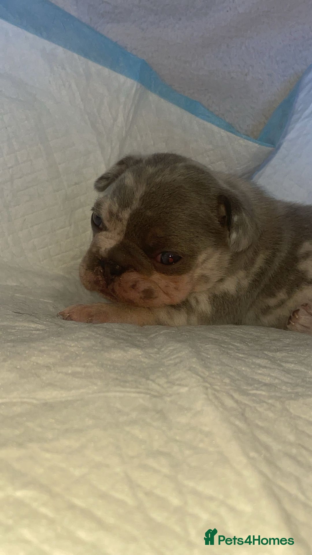 French Bulldog dogs for sale: Beautiful French Bulldog Puppies - Advert 1