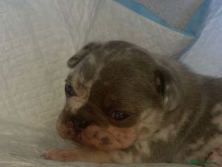 French Bulldog dogs Beautiful French Bulldog Puppies - Advert 2