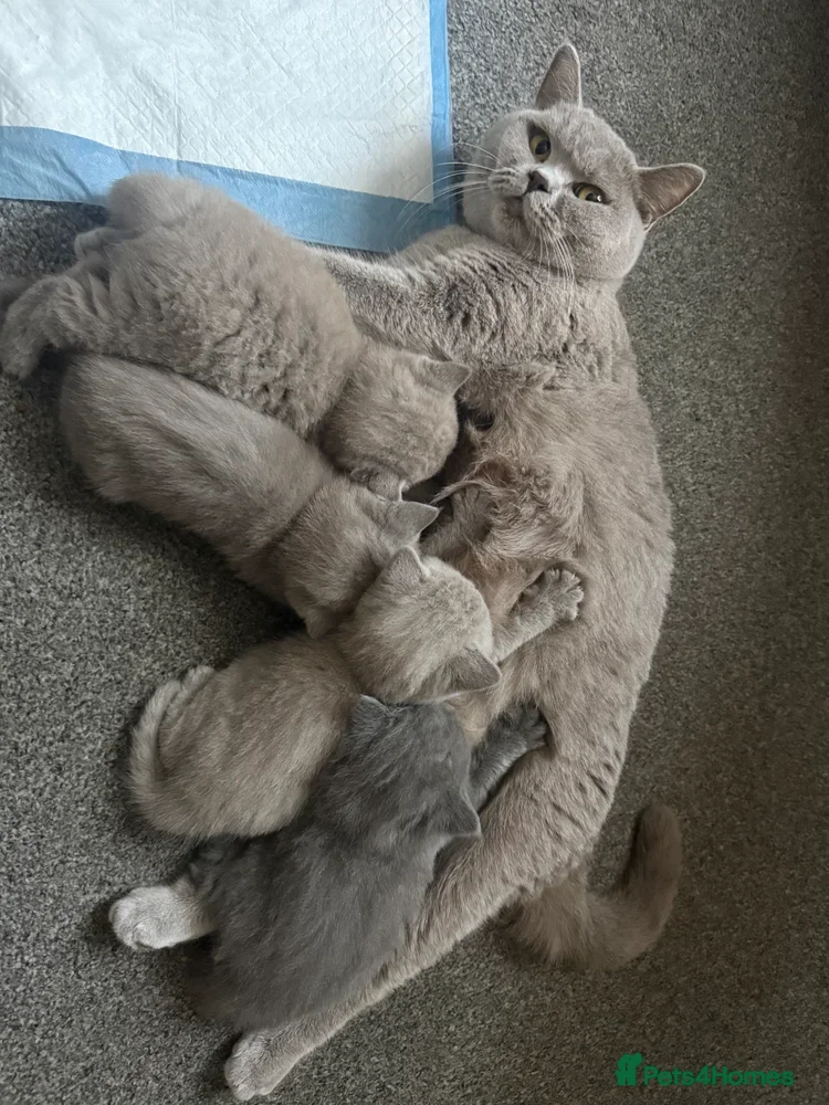 British Shorthair cats Amazing British shorthair kittens!!!… - Advert 1