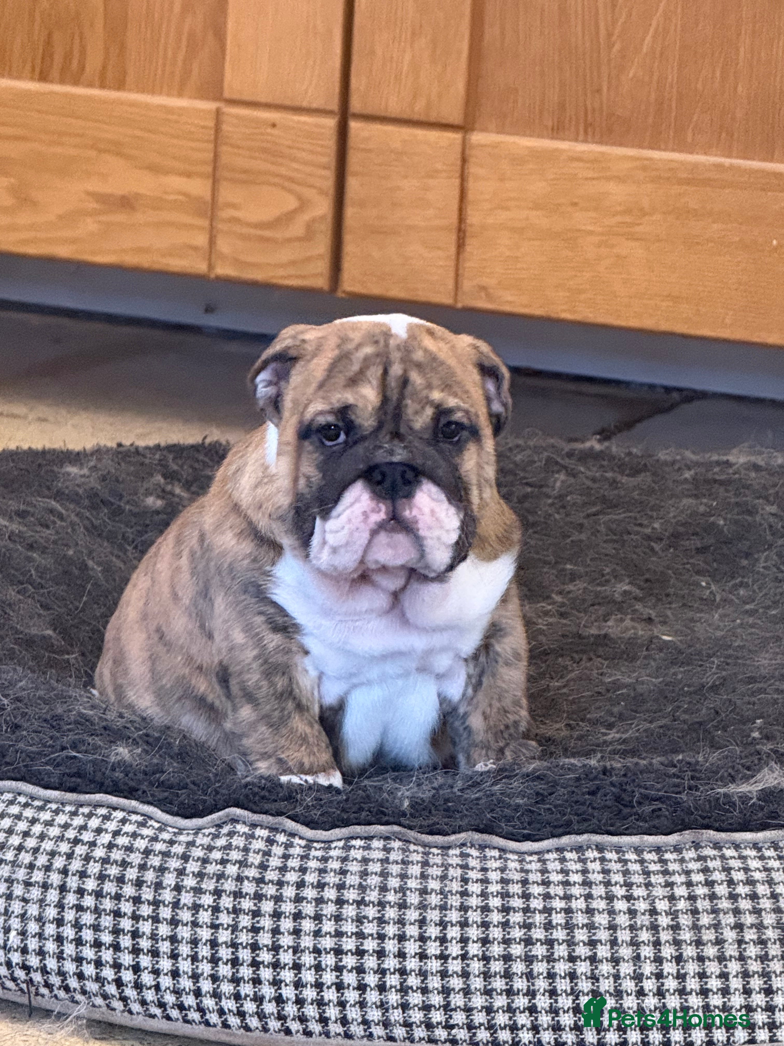 English Bulldog dogs Beautiful Bulldog Puppies Available  - Advert 15