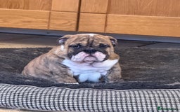 English Bulldog dogs for sale: Beautiful Bulldog Puppies Available  - Advert 1