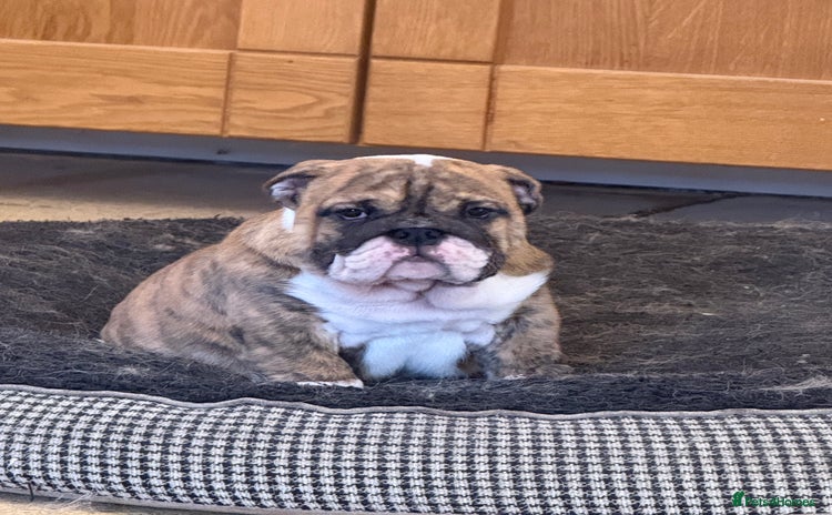 English Bulldog dogs Beautiful Bulldog Puppies Available  - Advert 1