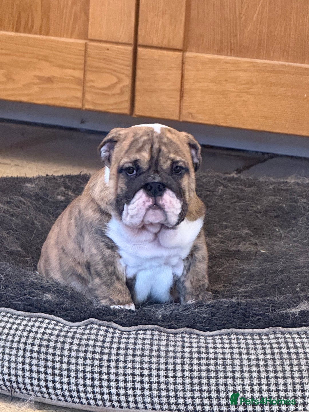 English Bulldog dogs for sale: Beautiful Bulldog Puppies Available  - Advert 1