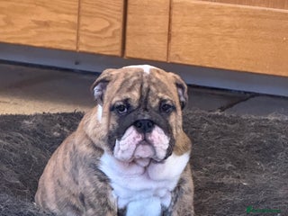 English Bulldog dogs Beautiful Bulldog Puppies Available - Advert 5