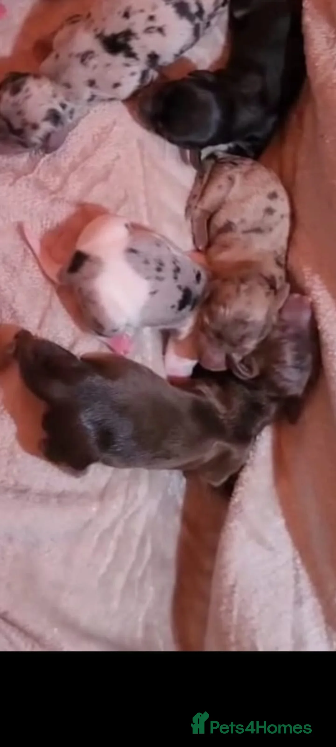 Miniature Dachshund dogs for sale: KC Reg Long-Haired Miniature Dachshund Puppies  - Advert 9