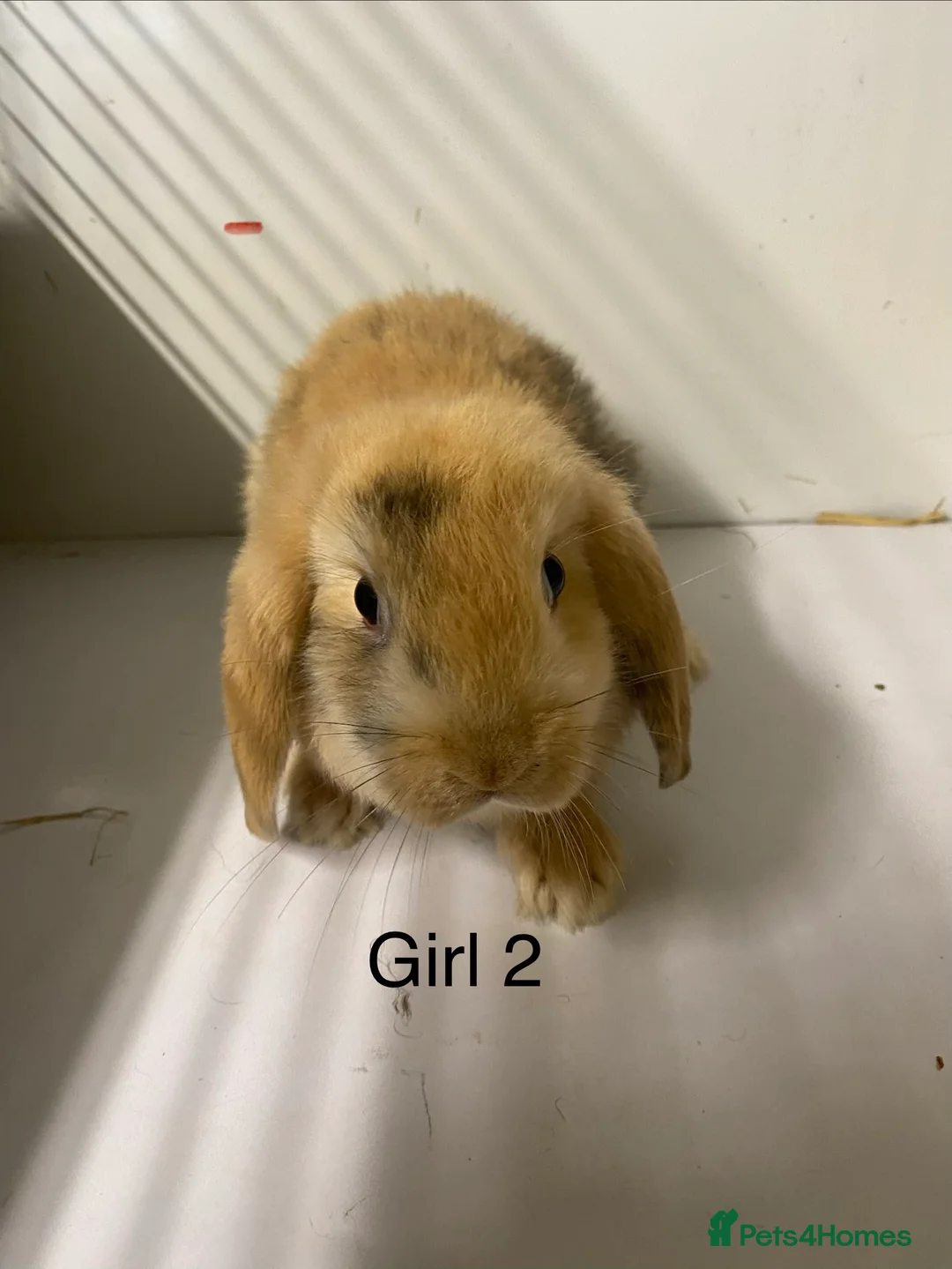Mini Lop rabbits for sale: Beautiful Mini Lop bunnies  - Advert 8