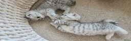 British Shorthair cats for sale: 🏆 Silver British Shorthairs pedigree 🏆  - Advert 8