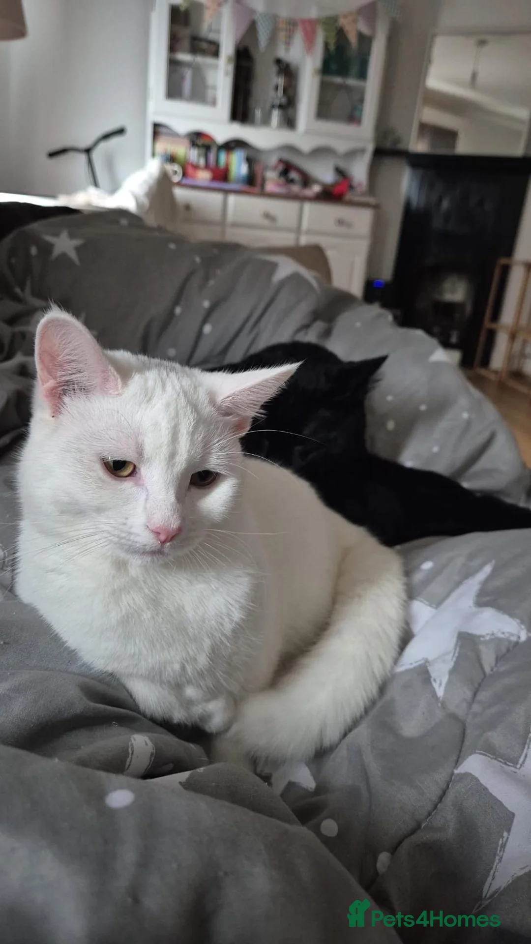 Ragdoll cats for sale: Ragdoll X British Short Hair in Staines - Advert 4