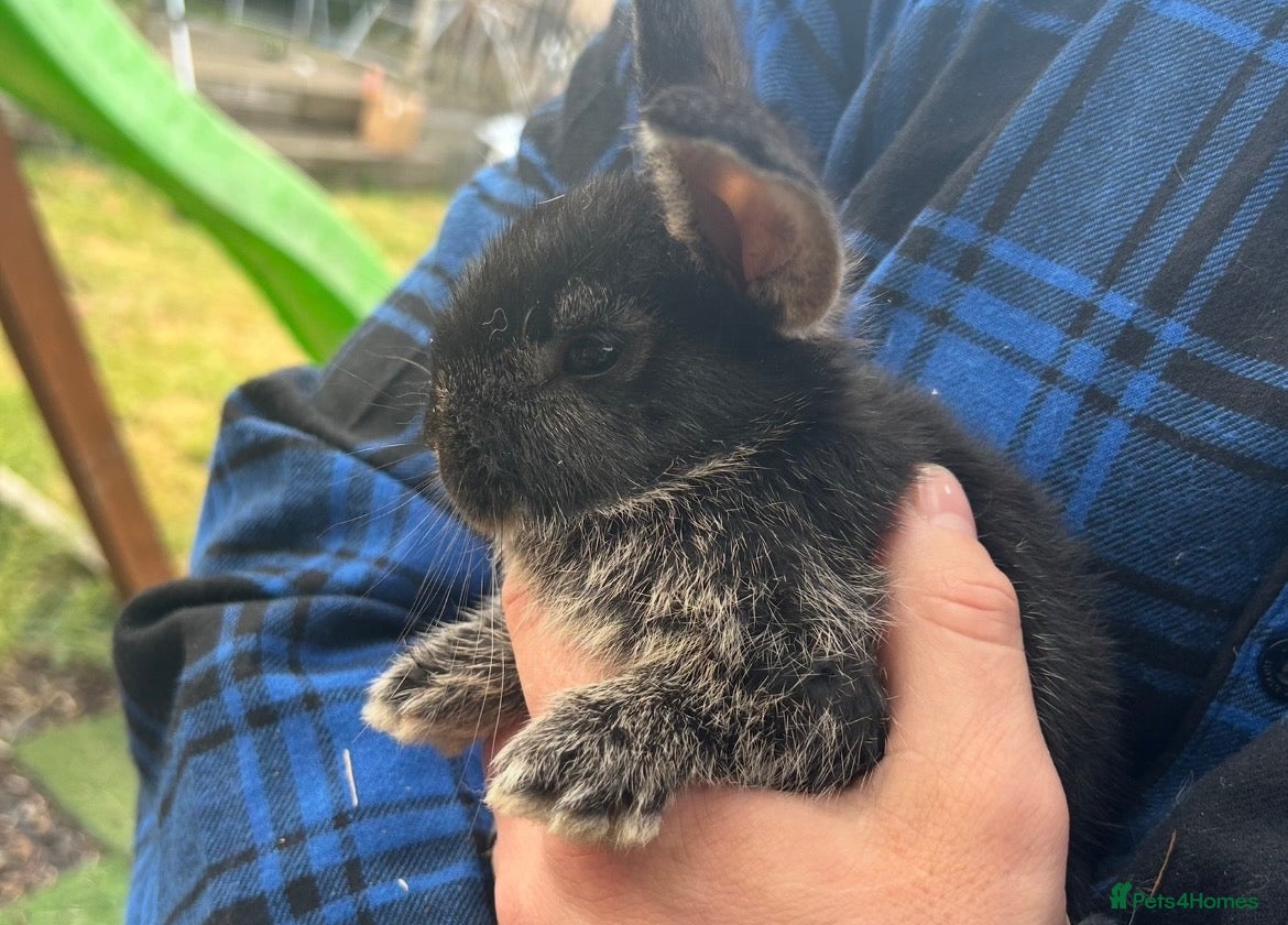 Mixed Breed rabbits bunnies  - Advert 8