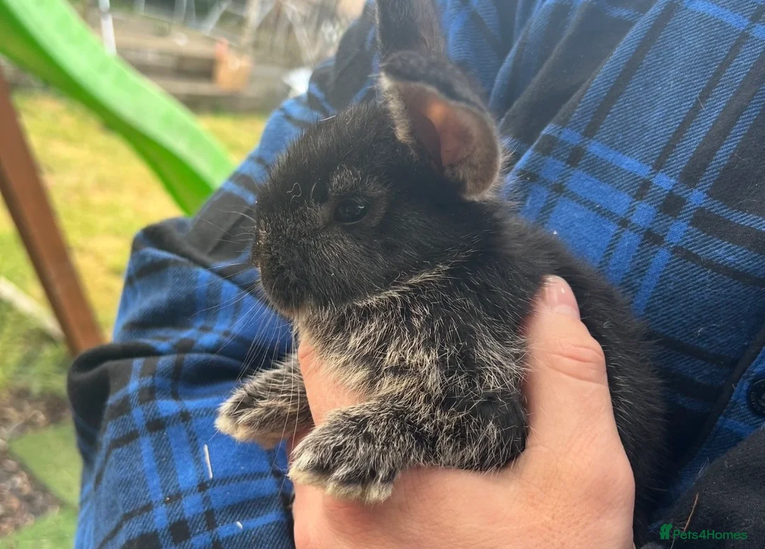 Mixed Breed rabbits for sale: bunnies  - Advert 1