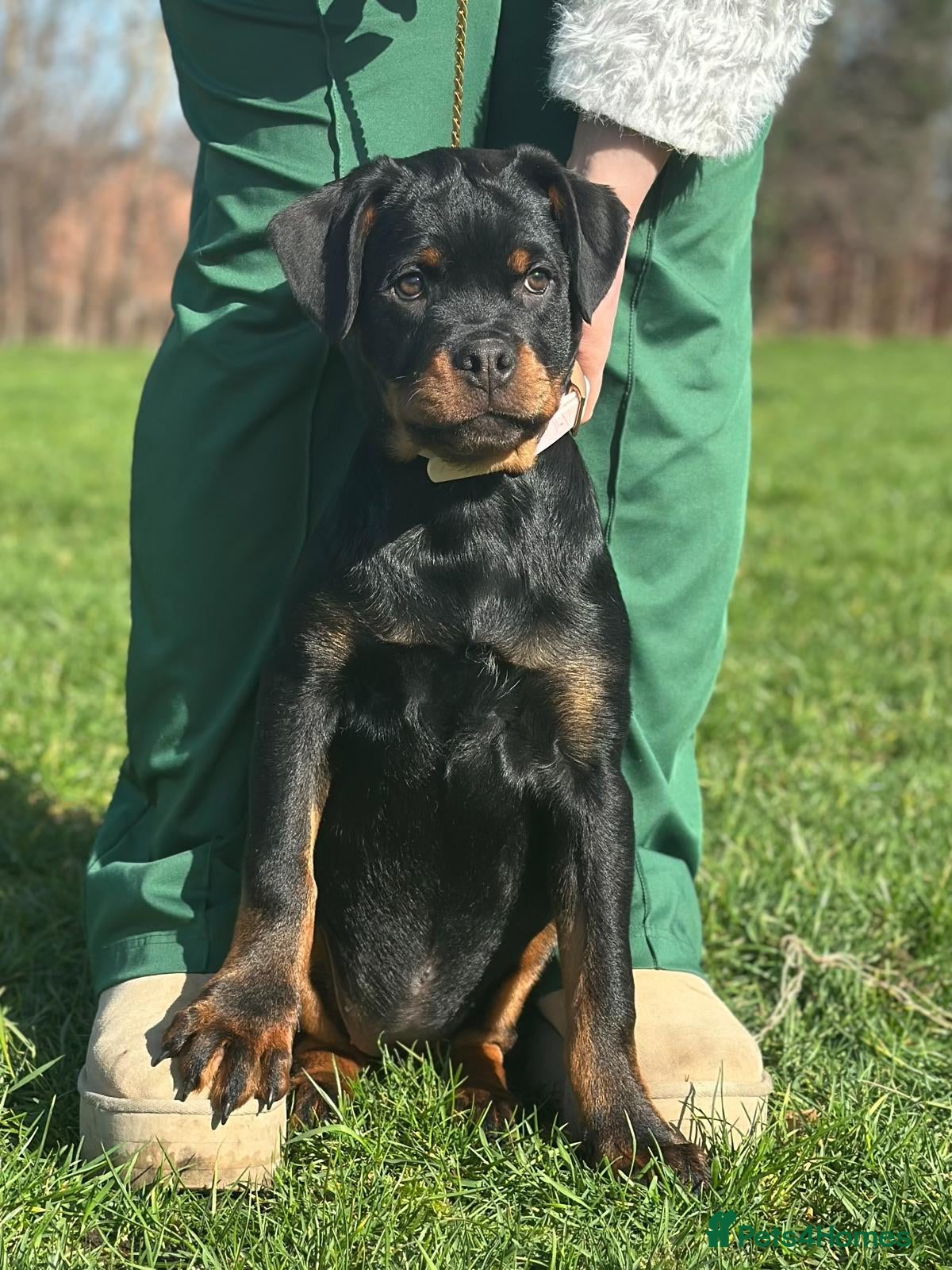 Rottweiler dogs Exceptional KC Registered Ch bloodline Rottie pups - Advert 14