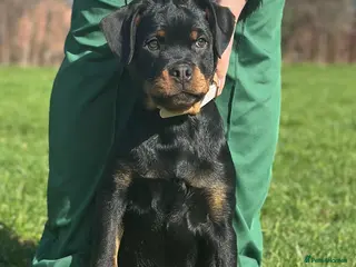 Rottweiler dogs Exceptional KC Registered Ch bloodline Rottie pups - Advert 14