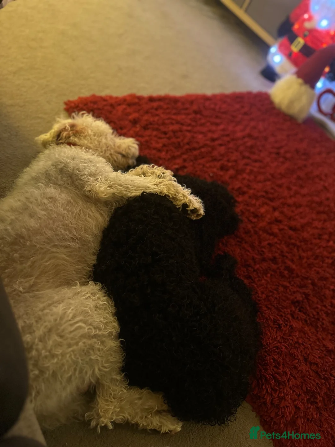 Cockapoo dogs for sale: 2 beautiful Cockerpoo boys - Advert 1