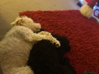 Cockapoo dogs 2 beautiful Cockerpoo boys - Advert 1